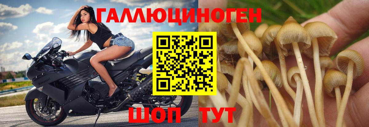 Псилоцибиновые грибы GOLDEN TEACHER  Вход с VPN  Мытищи 